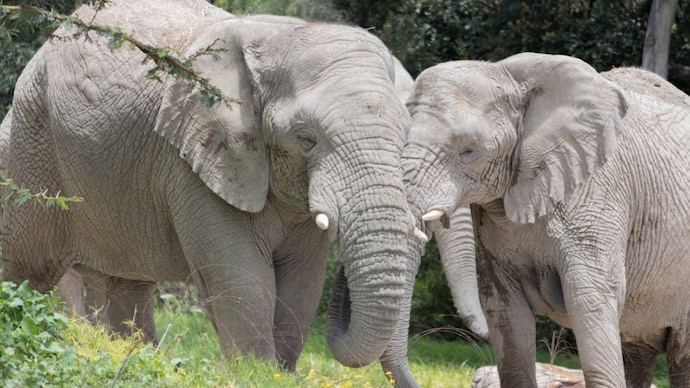 Two female elephants ‘elope’ with wild herd from Corbett patrol camp at night (Photo: Representational Image from Pexels) Corbett’s 2 female elephants leave patrol camp, ‘elope’ with wild herd