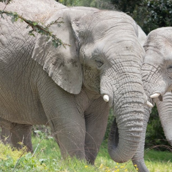 Two female elephants ‘elope’ with wild herd from Corbett patrol camp at night