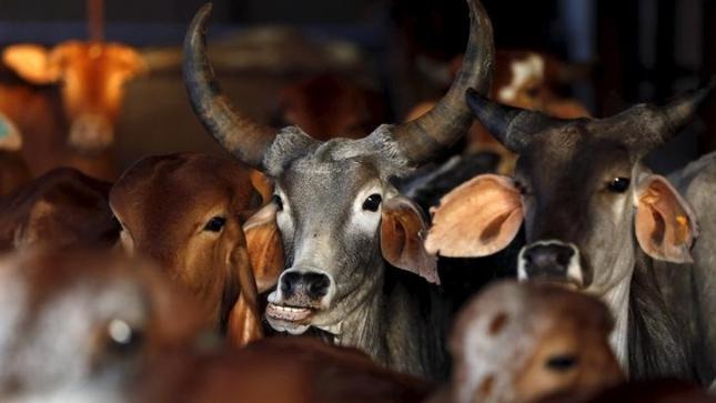 10 cows die after eating leftover food from village ceremony in Mathura