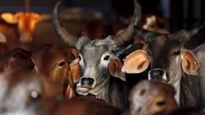 A total of 30 cows fell ill due to acidosis -- a medical condition characterised by excess acid in body fluids -- after eating the leftover food. (Photo: Reuters/File)