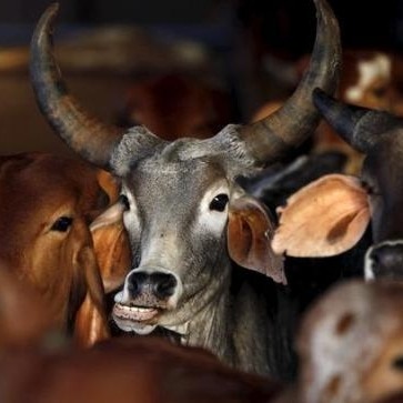 10 cows die after eating leftover food from village ceremony in Mathura