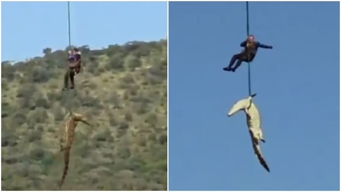 Man’s remains, 6 pairs of shoes recovered from 15-foot crocodile in rescue operation (Photos: @CollinRugg/X) Crocodile tracked by drone, shot and airlifted. Man's remains found inside