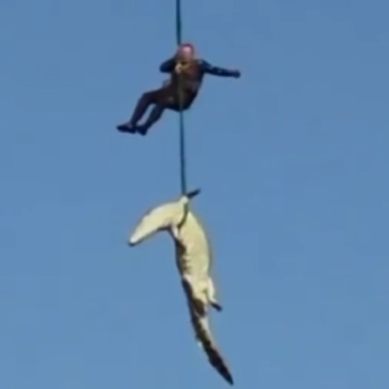Crocodile tracked by drone, shot and airlifted. Man's remains found inside