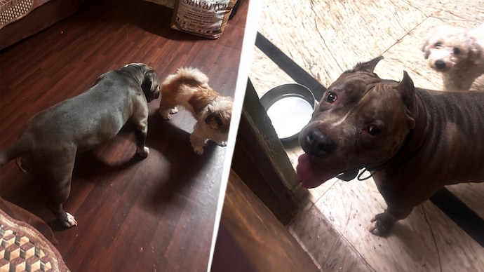 According to police, Sonia fortified her house with around 15 dangerous dogs, including Pitbulls, American bullies and hybrid breeds, to prevent anyone from entering.