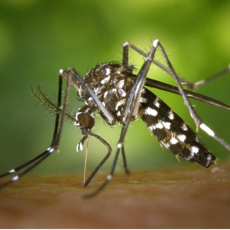 Dengue no more a monsoon disease, cases rise sharply in summer and winter