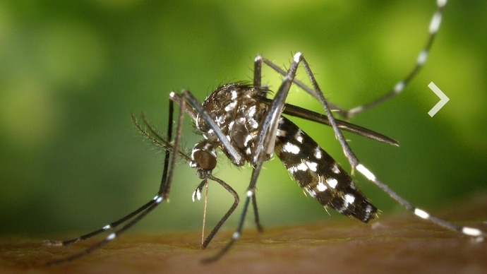Dengue threat now spans all seasons