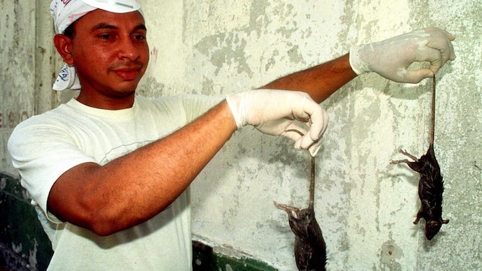 A municipal worker holds up rats killed in a public health drive during a Hantavirus outbreak. (Photo: Reuters) Did Hantavirus jump from rats to humans? The science of zoonosis explained