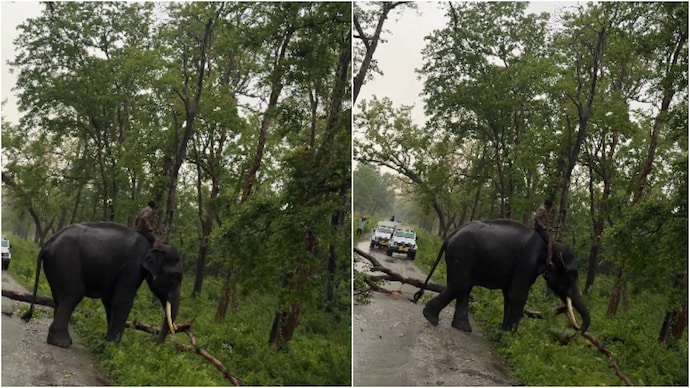 elephant