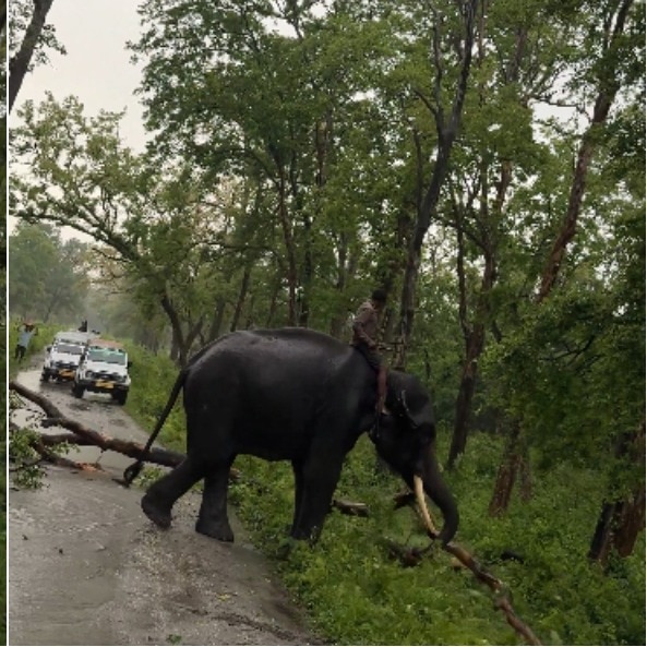 Viral video shows elephant doing the work no machine can inside forests