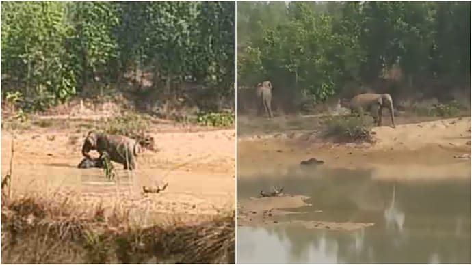 A mother elephant was seen trying to wake up her calf in Chhattisgarh. elephant