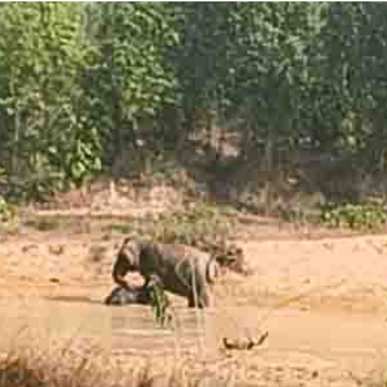 Heartbroken mother elephant tries to wake calf for hours in Chhattisgarh