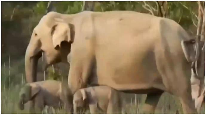 Elephant gives birth to twin calves in Corbett Elephant gives birth to twin calves in Corbett