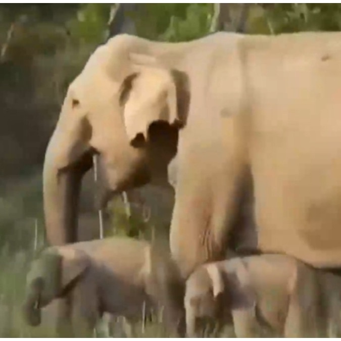 Elephant gives birth to twin calves in Corbett. Why experts call it uncommon