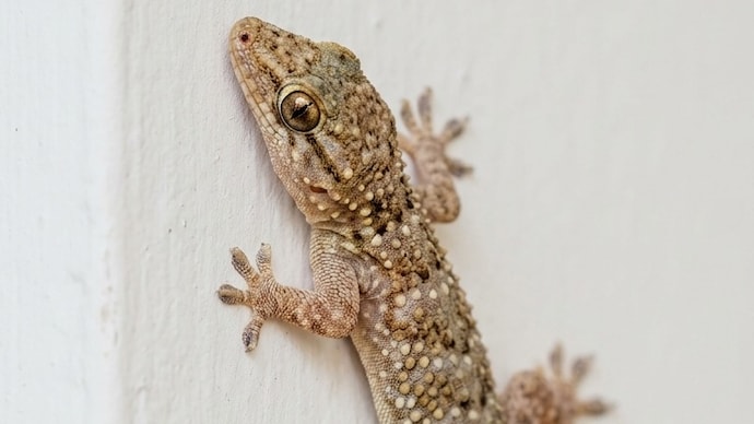 Lizards often enter homes in summer and monsoon, prompting people to use natural remedies.