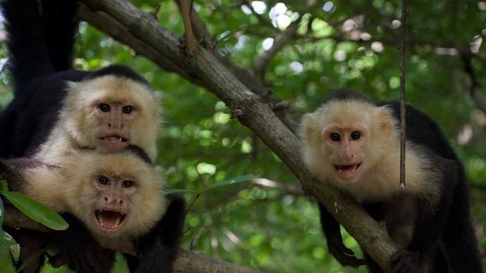 Two adult female capuchin monkeys alongside a juvenile. (Photo: University of California) Extreme climate is changing how animals live together in groups