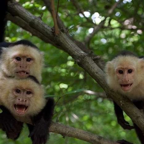 Extreme climate dictates how animals live in groups, study reveals