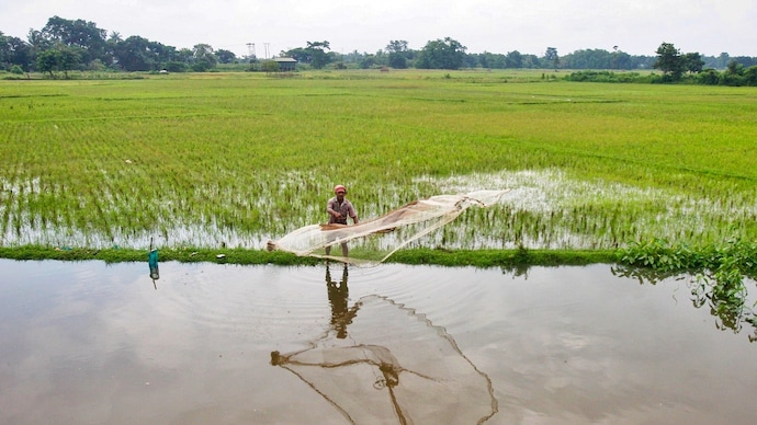 Agartala: A man casts a net to catch fish in a paddy field following heavy rainfall. (Photo: PTI) Farmer India
