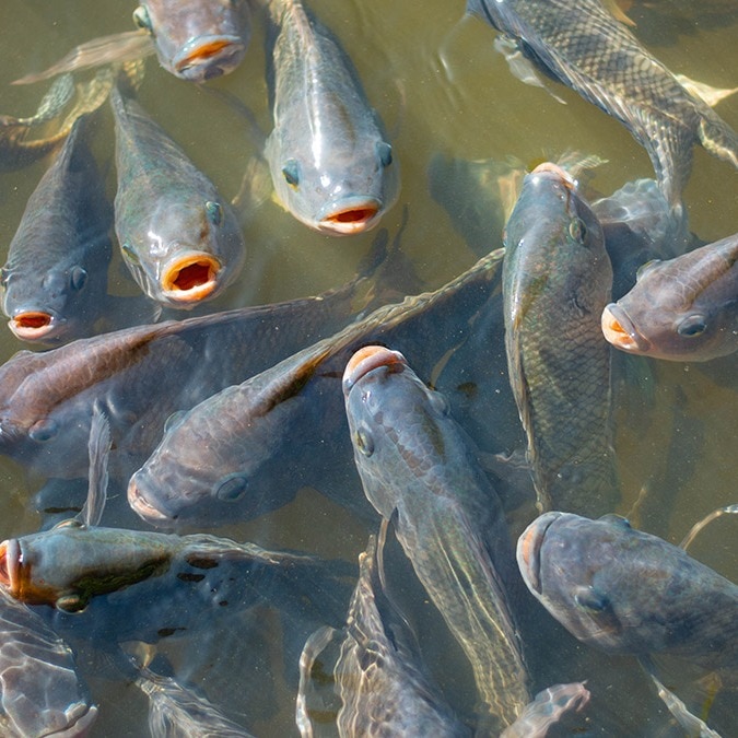 How Maharashtra plans to protect a dam, local fishermen from alien fish species