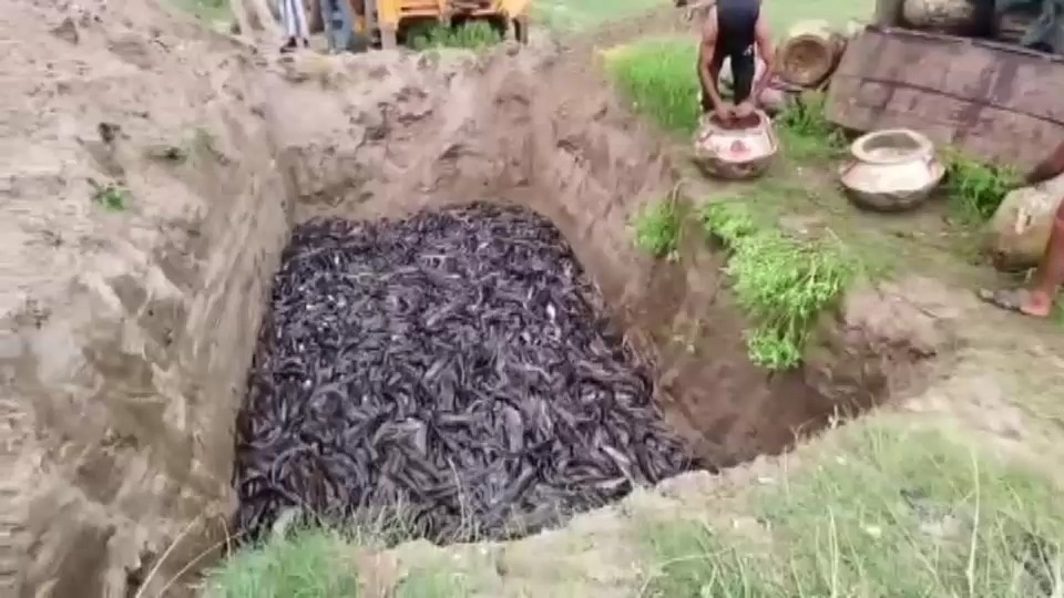 Bihar cracks down on banned Thai Magur fish trade in statewide raids