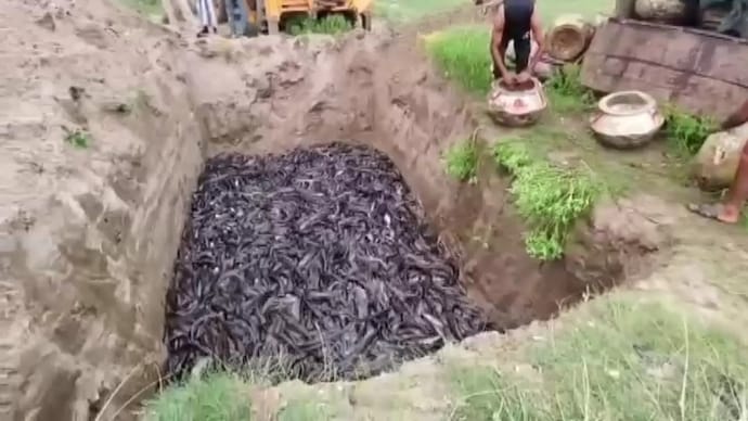 Officials have been confiscating Thai Magur fish and burying the seized stock underground as part of the disposal process. fish