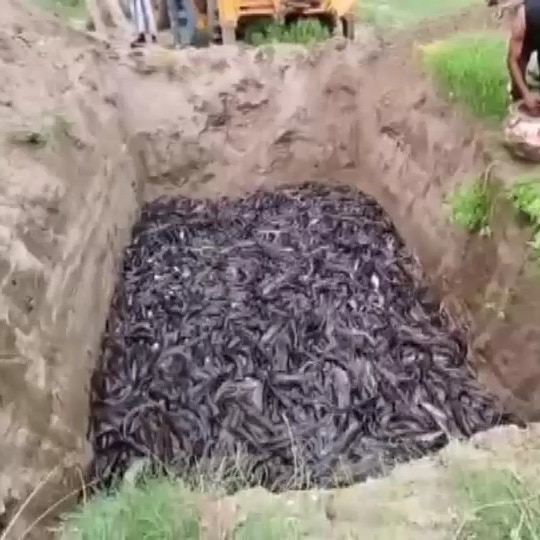 Bihar cracks down on banned Thai Magur fish trade in statewide raids