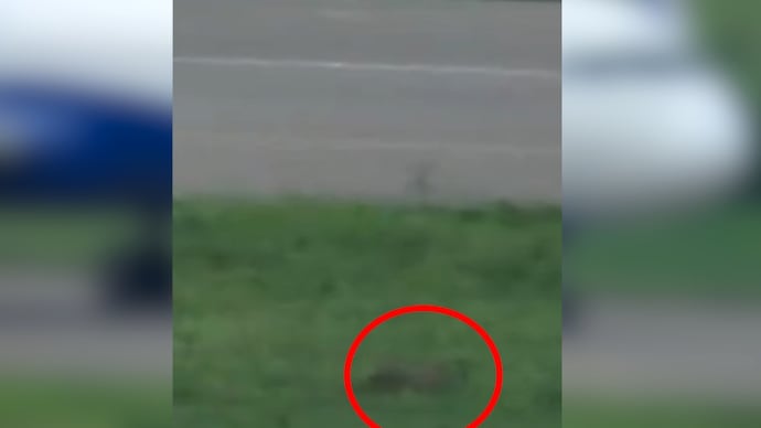 Fox spotted in the taxiway area of Dhaka Airport