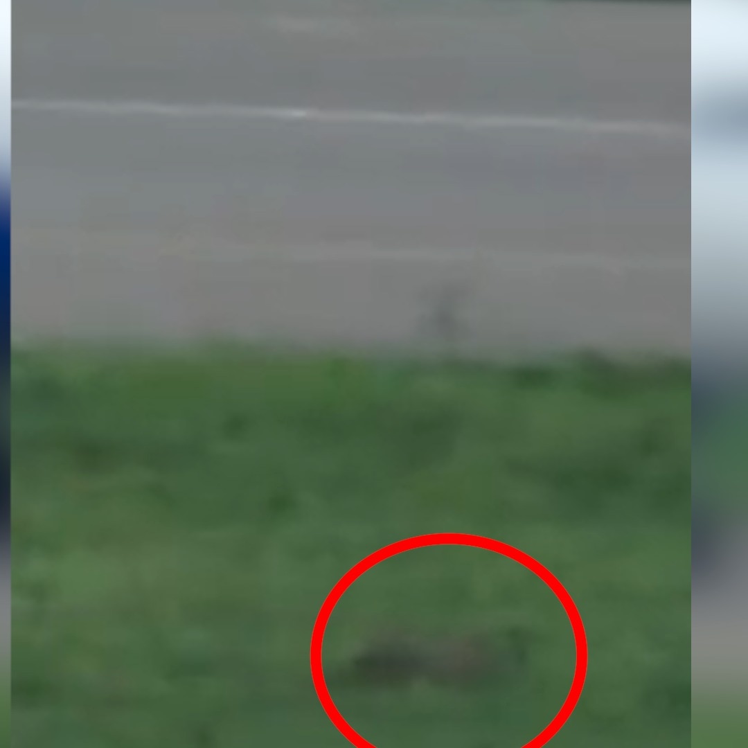 Watch: Fox sighting briefly halts IndiGo aircraft movement