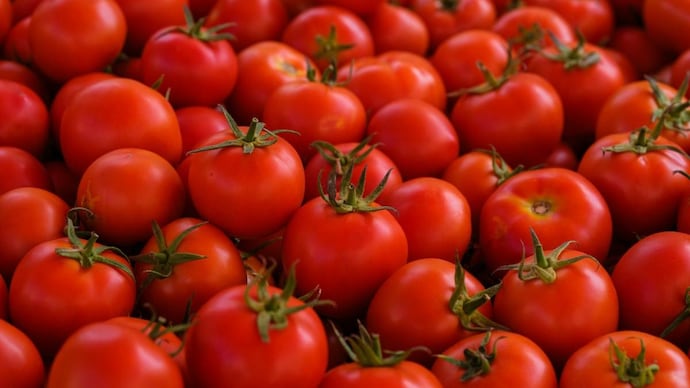 Tomato prices vary sharply across Indian cities because of local supply chains, transport distance, weather disruptions, spoilage and changing demand in wholesale and retail markets. Tips for preserving tomatoes