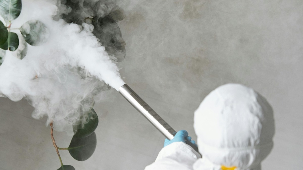 Best time for pest control: A complete seasonal guide