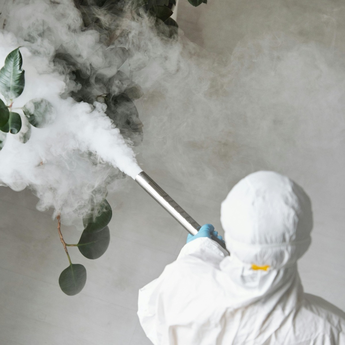 Best time for pest control: A complete seasonal guide