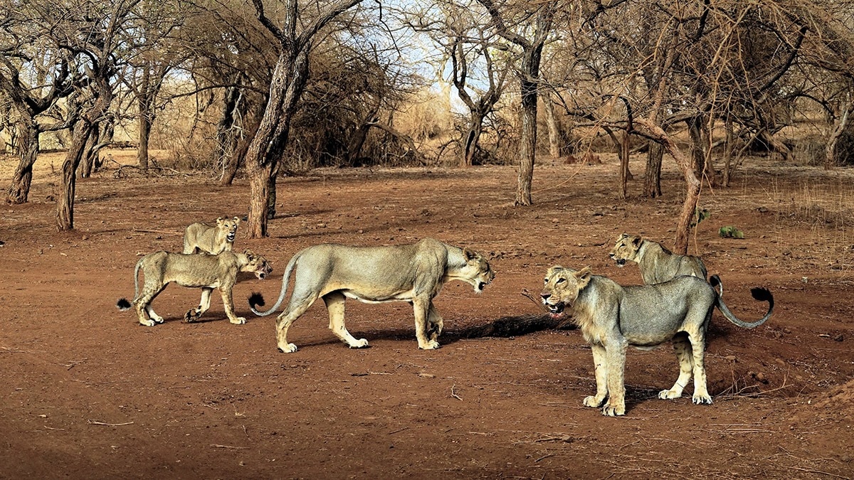 How Gir is battling another mining threat in core Asiatic Lion habitat