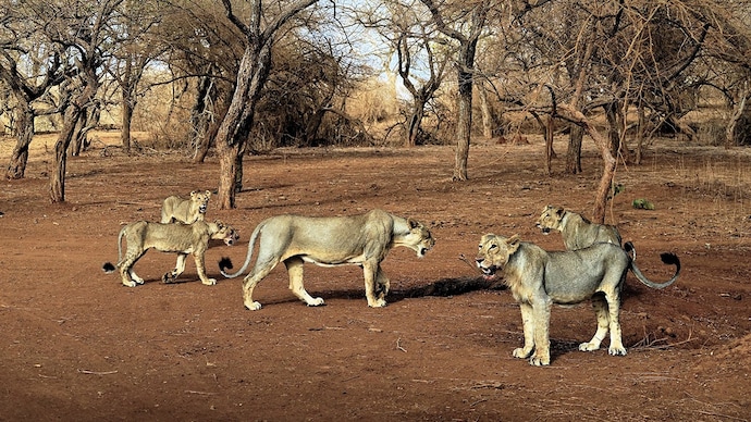 An image of Asiatic lions in the Gir Forest in Gujarat. (File Photo)