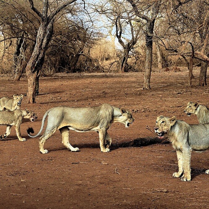 Gir lions under threat: Virus kills 7 in Gujarat, 17 in quarantine