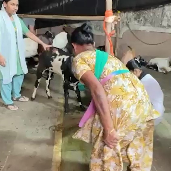 After Thane, Mumbai housing society goat shed sparks row; BJP corporator steps in