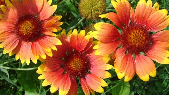 Grow Pooja Special Flowers at Home