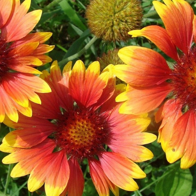 8 flower markets in India every traveller should visit once