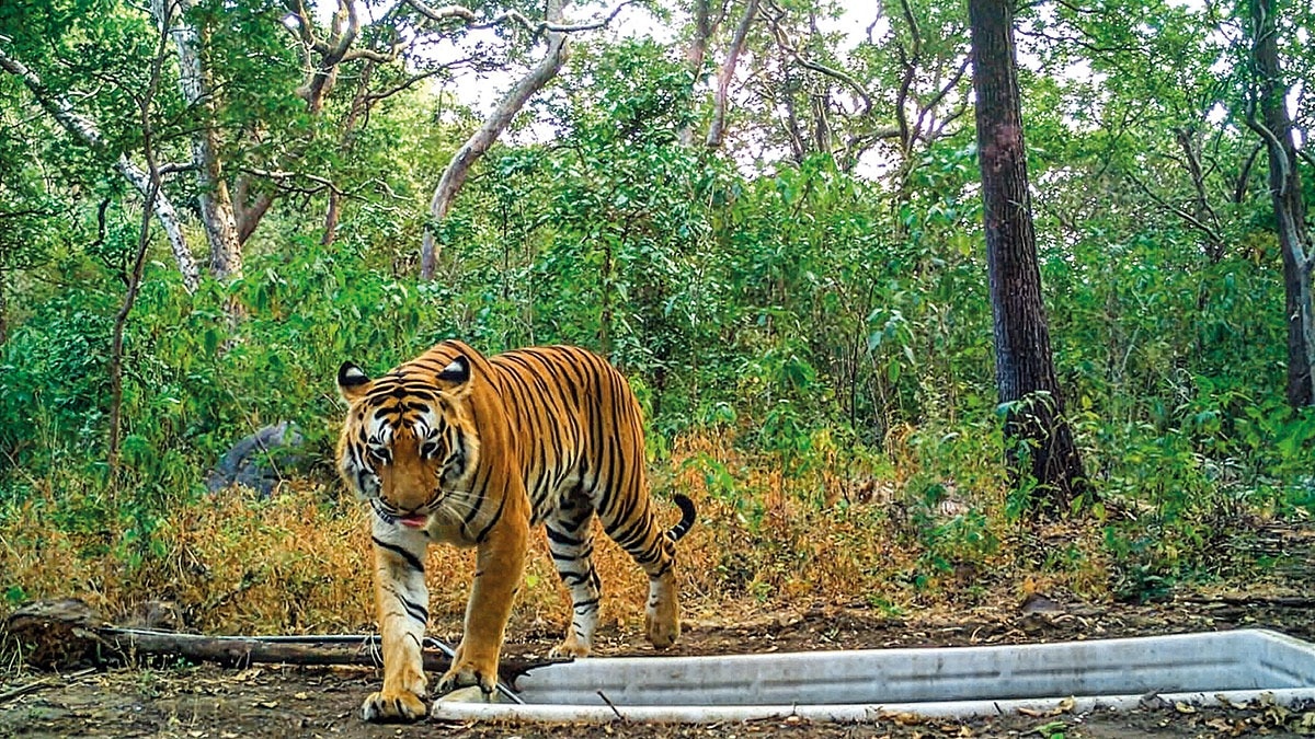 gujarat--one-county-for-cats-of-all-stripes-221903272-16x9.jpg