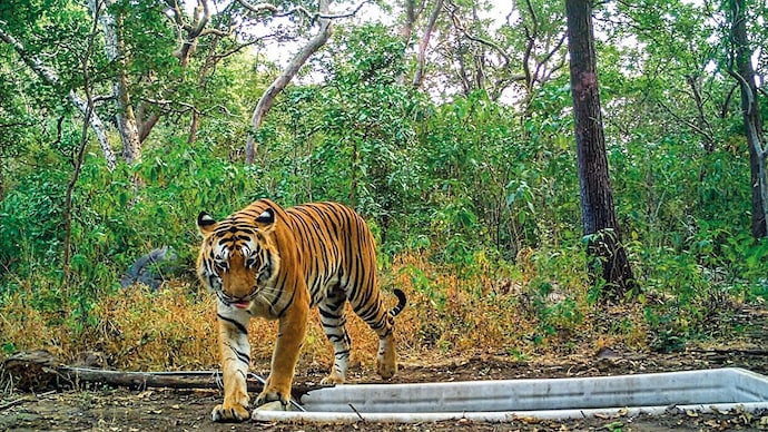 BURNING BRIGHT: The tiger from Madhya Pradesh, spotted in Gujarat’s Ratanmahal Sanctuary