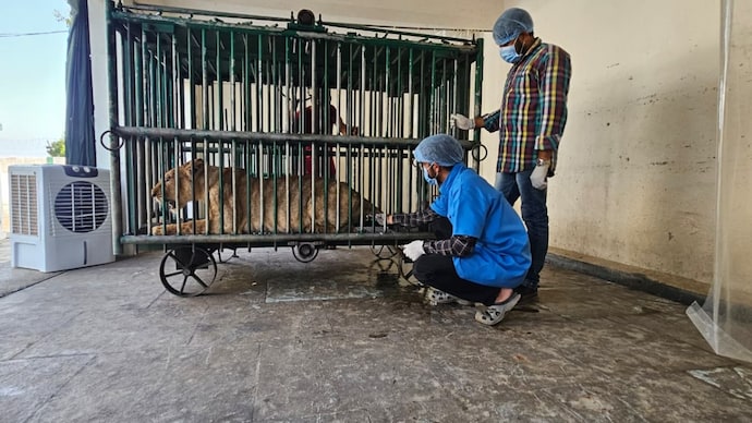 Gujarat steps up measures to protect lions in Gir Gujarat steps up measures to protect lions in Gir