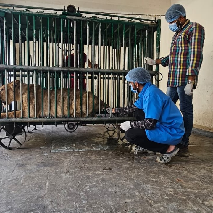 Gir lion deaths: Forest Department steps up efforts to contain suspected infection