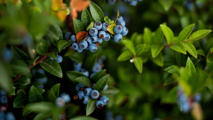 The species was first documented in November 1836 by British botanist. (Representational/Unpslash) Himalayan blueberry discovery