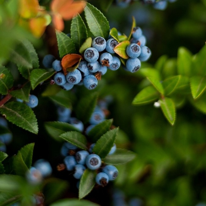 Himalayan blueberry lost to science for 188 years discovered in Arunachal