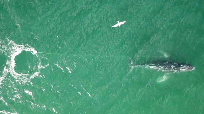 Grab taken from video footage provided by whale rescue group Organisation for the Rescue and Research of Cetaceans in Australia. (Image: AFP) Humpback whale