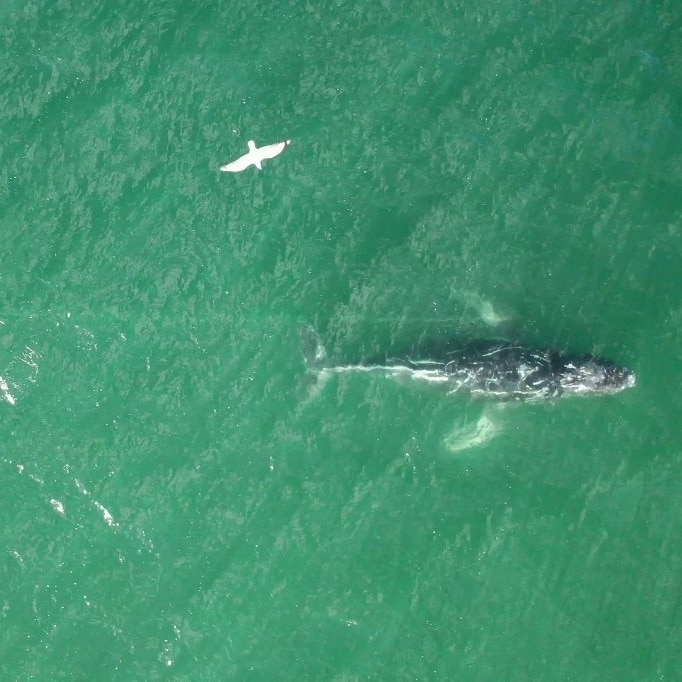Two humpback whales swim record 14,500 kilometres across oceans