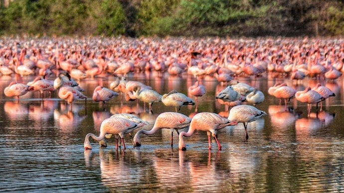 Hundreds of flamingos wade through the shallow waters of the Talawe wetlands behind Nerul's NRI Complex in Navi Mumbai, their pink plumage a direct result of the carotenoid-rich algae they feed on in Mumbai's tidal mudflats. (Photo: PTI) Hundreds of flamingos wade through the shallow waters of the Talawe wetlands behind Nerul's NRI Complex in Navi Mumbai, their pink plumage a direct result of the carotenoid-rich algae they feed on in Mumbai's tidal mudflats. (Photo: PTI)