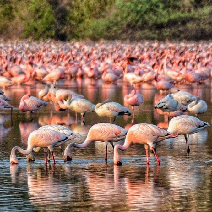 Why are flamingos in love with Mumbai? There is science behind it