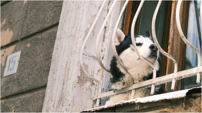 An X post about the pet show off culture in India has gone viral. (Photo: Pexels) husky