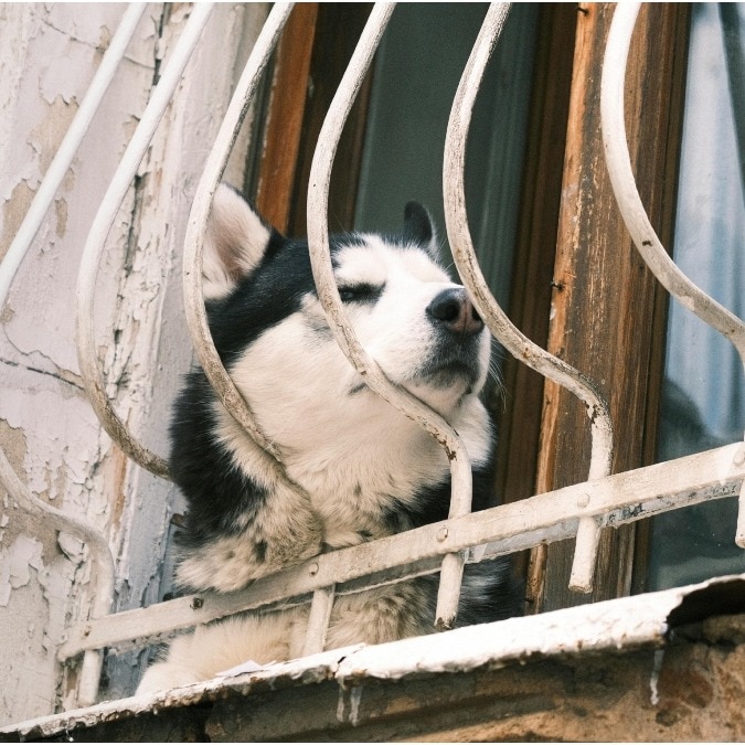 Man says neighbour’s husky can’t survive Indian summer without AC, sparks debate
