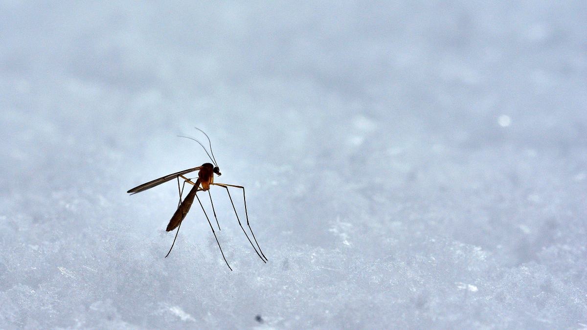 Mosquitoes have invaded the last place on Earth free from them
