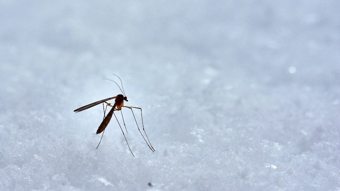 Scientists long believed its cool maritime climate and unstable freeze-thaw cycles prevented mosquitoes from establishing themselves permanently. (Photo: Unsplash) Iceland mosquito